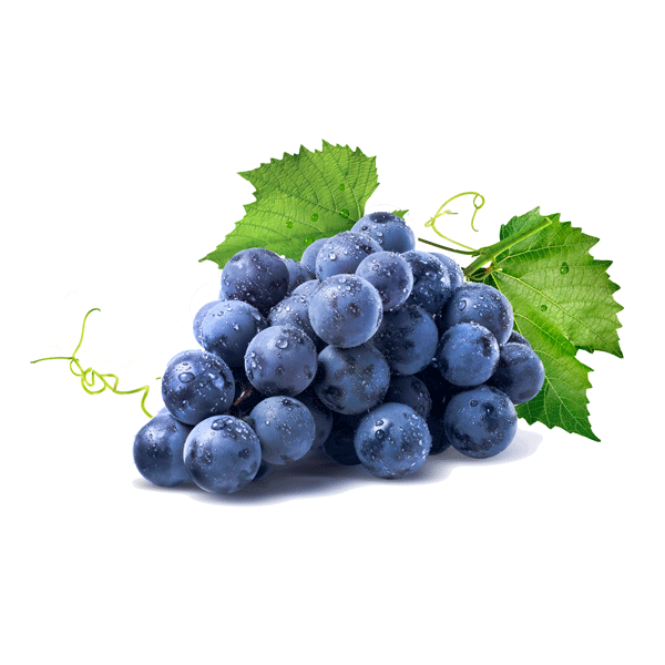 محصولات صادراتی باغ بازار