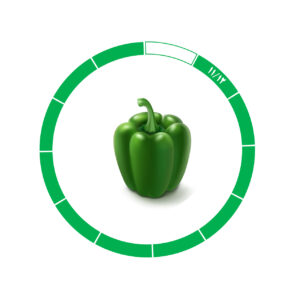 فلفل دلمه 11/12