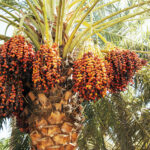 تشریح مدل اقتصادی باغستان