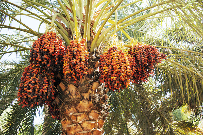 تشریح مدل اقتصادی باغستان