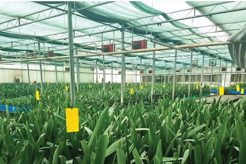 انعقاد قرارداد بزرگ تأمین ۱۶۰ هزار اصله نهال خرمای صادراتی