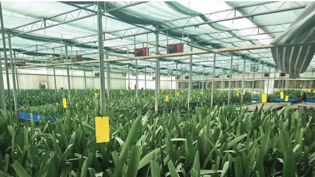 انعقاد قرارداد بزرگ تأمین ۱۶۰ هزار اصله نهال خرمای صادراتی