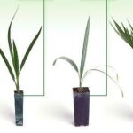 باغ بازار با چه روشی برای شما درآمد چشمگیر خلق می کند؟