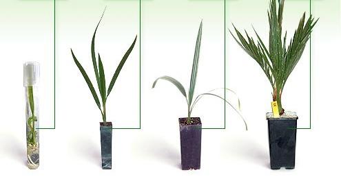 باغ بازار با چه روشی برای شما درآمد چشمگیر خلق می کند؟