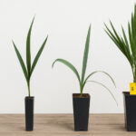 باغ بازار با چه روشی  برای شما درآمد چشمگیر خلق می کند؟