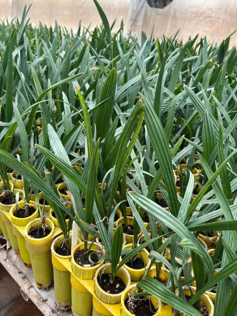 باغ بازار با چه روشی برای شما درآمد چشمگیر خلق می کند؟