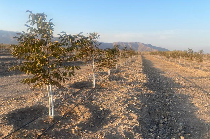 چرا احداث باغ های نسل جدید برای کشور ضروری است؟