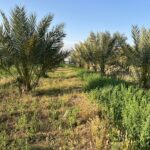 اجاره به شرط تملیک درختان باغ