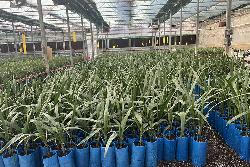 بازدید مدیران ارشد باغ بازار از خطوط تولید نهال‌های دانش‌بنیان شرکت کشت و صنعت رعنا