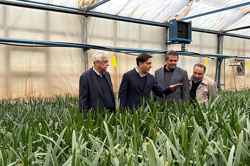 بازدید مدیران ارشد باغ بازار از خطوط تولید نهال‌های دانش‌بنیان شرکت کشت و صنعت رعنا