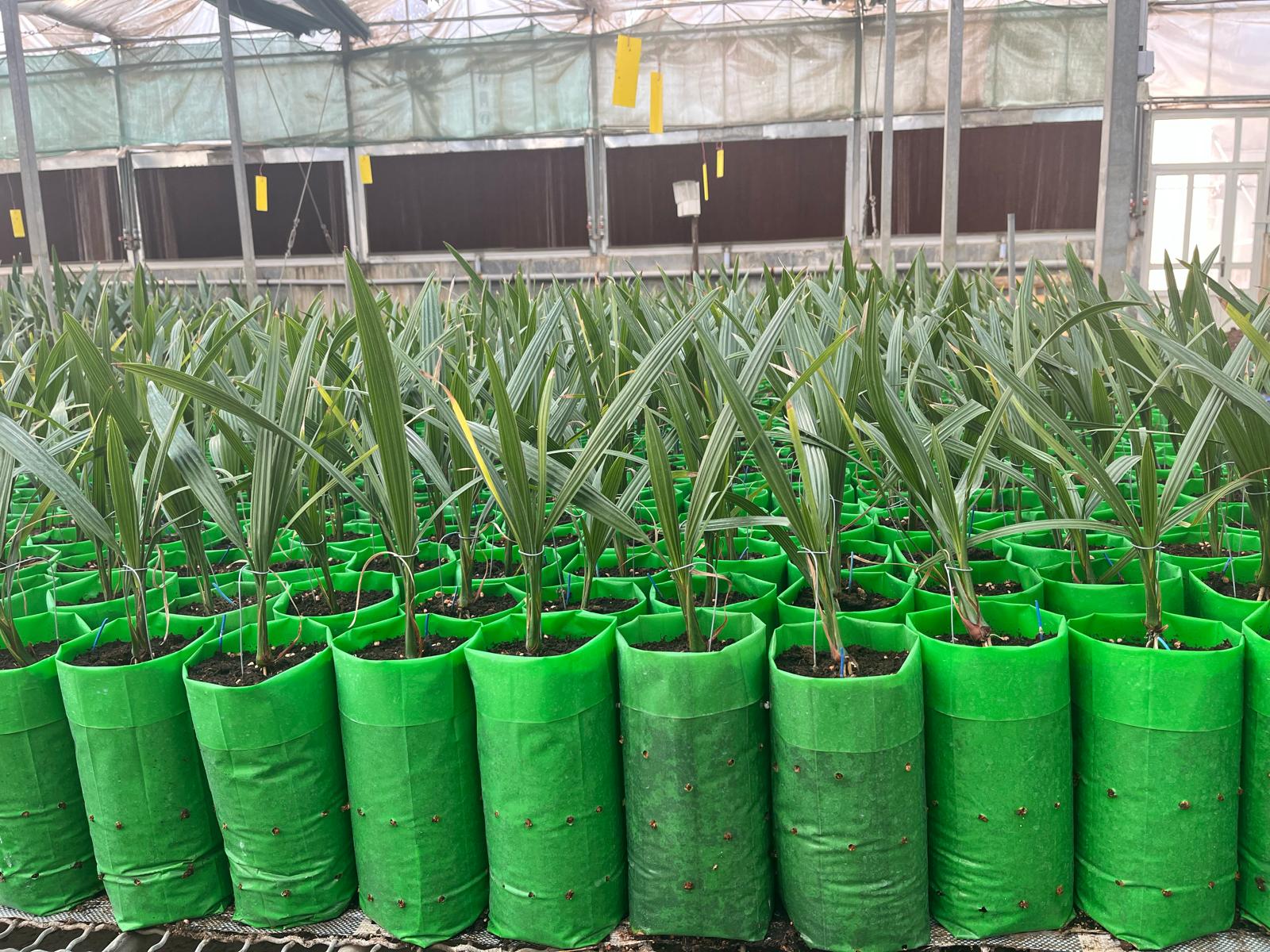 باغچه زاهدی