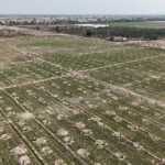 عرضه محصول جدید باغ بازار؛ محصولی ممتاز با اهداف صادراتی و متناسب با شرایط روز بازار