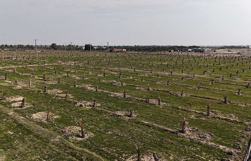 عرضه محصول جدید باغ بازار؛ محصولی ممتاز با اهداف صادراتی و متناسب با شرایط روز بازار