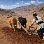 سده، نوروز کشاورزی و یک مناسبت خاص برای اهالی باغ بازار