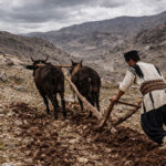 سده، نوروز کشاورزی و یک مناسبت خاص برای اهالی باغ بازار