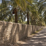 اقتصاد با دوام باغ ها؛ نخلستان های بم، چند واحد پولی را به یاد می آورند؟