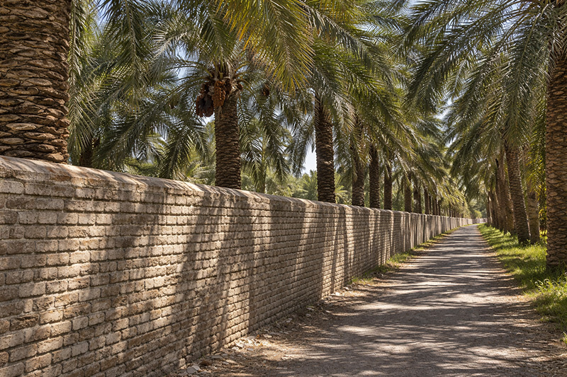 اقتصاد با دوام باغ ها؛ نخلستان های بم، چند واحد پولی را به یاد می آورند؟